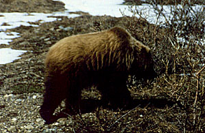 Grizzly bear