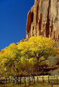 Autumn colors at Capital Reef